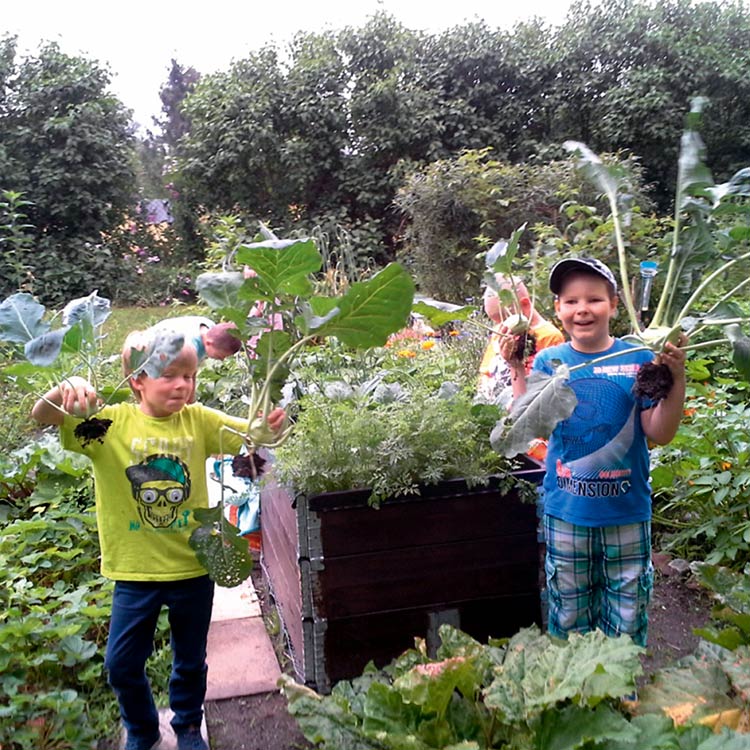 Kohlrabi-Ernte im Schulgarten in Berlin